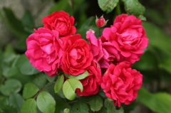 薔薇一家