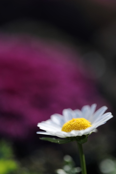 希望の花