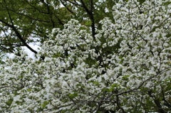 幸せの白い花