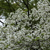 幸せの白い花