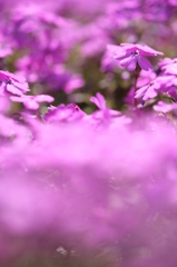 幻想的パープル論