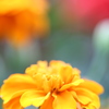 夢の中の花よ