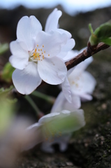 春の息吹