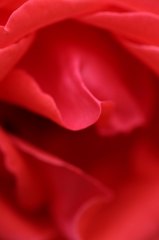 紅いぬくもり 紅いぬくもり