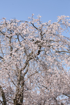 桜日和