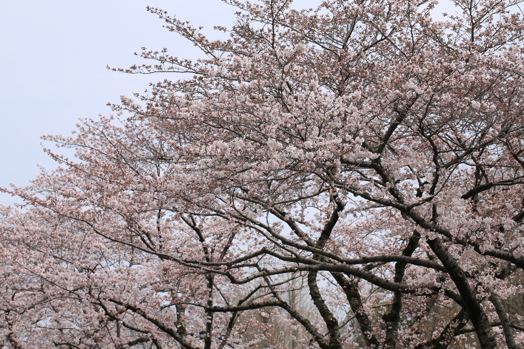 桜の木々