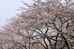 桜の木々