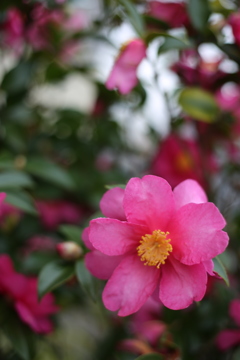 ある日であった花
