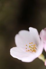 桜の希望