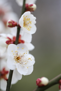 梅の花