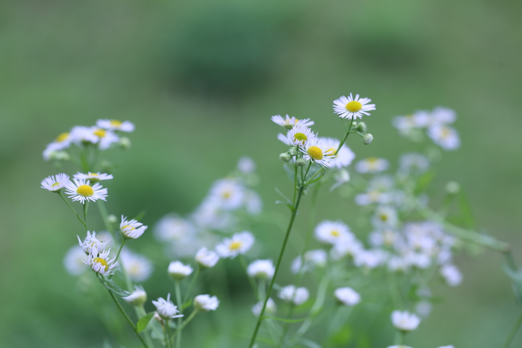 おとぎの国の花