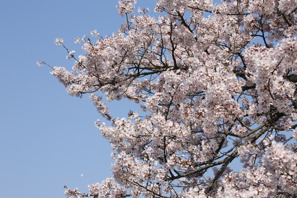 青空と桜