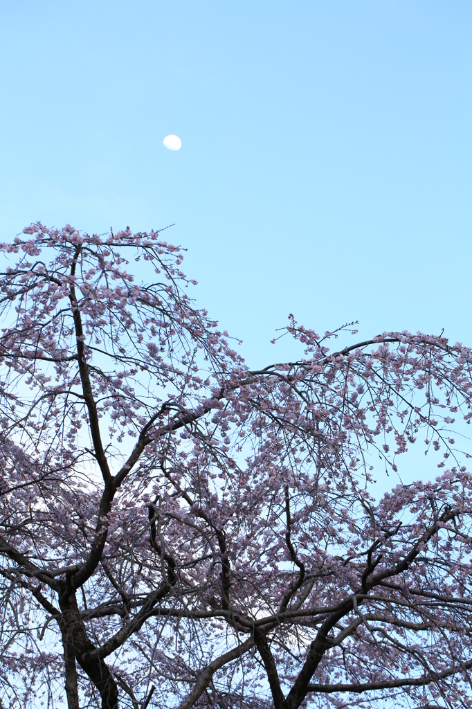 白夜