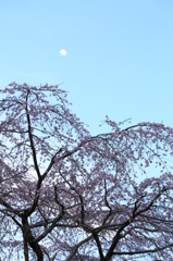 白夜