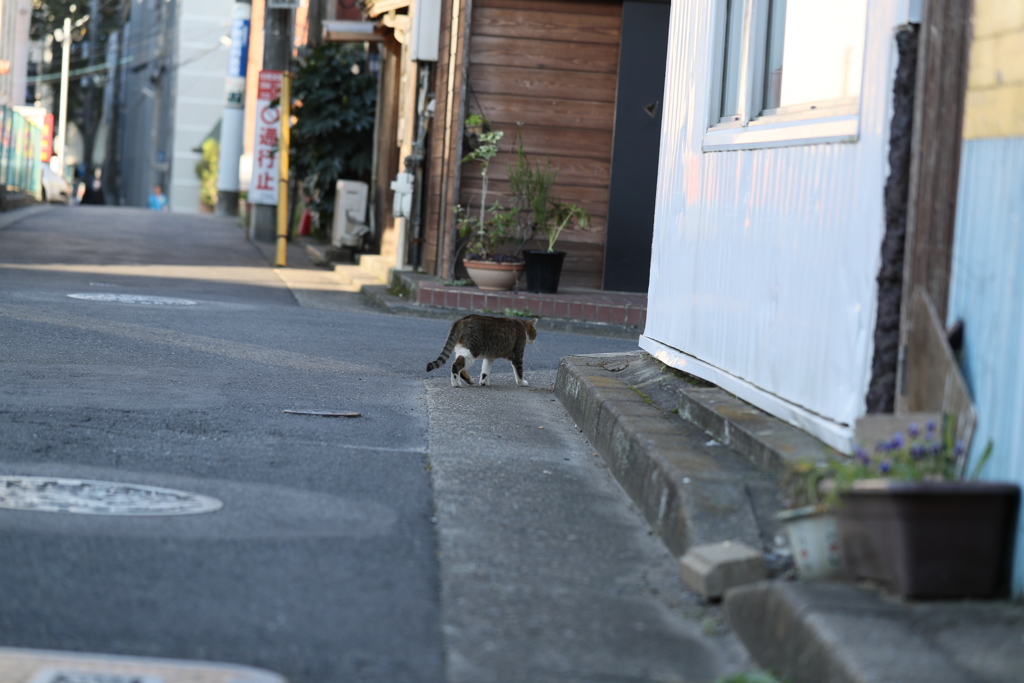 路地裏の猫A04I1772