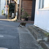 路地裏の猫A04I1772
