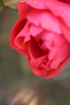 黄昏の薔薇