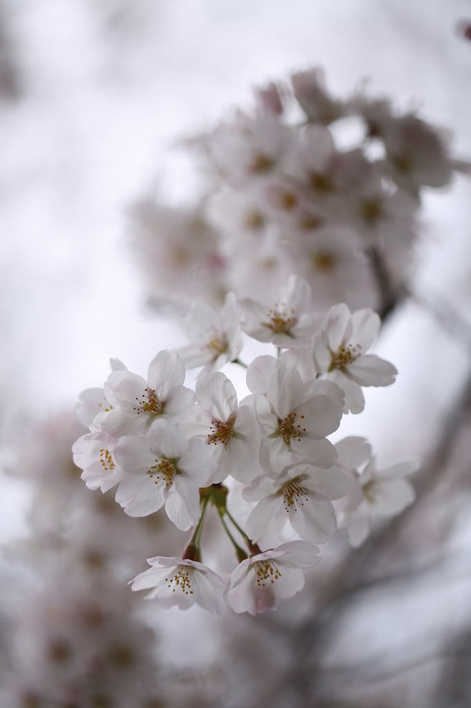 登り桜