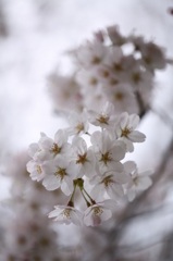 登り桜