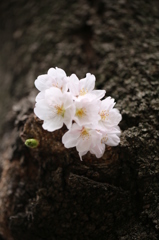 そっと咲く