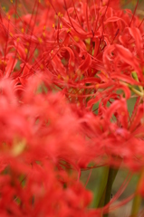 紅い群生