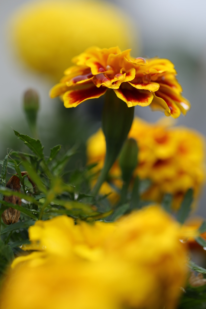 向こう側の希望