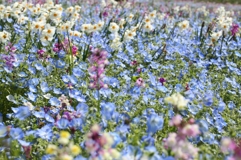 春の花園
