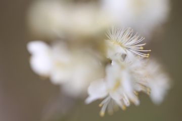 梅の花のふんわり