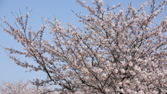 日本の美