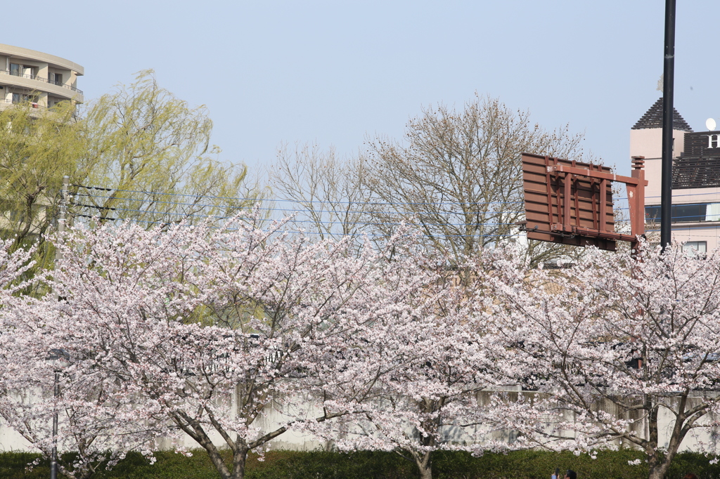 街の桜