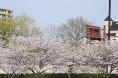 街の桜