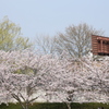 街の桜