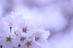 夢の中の桜