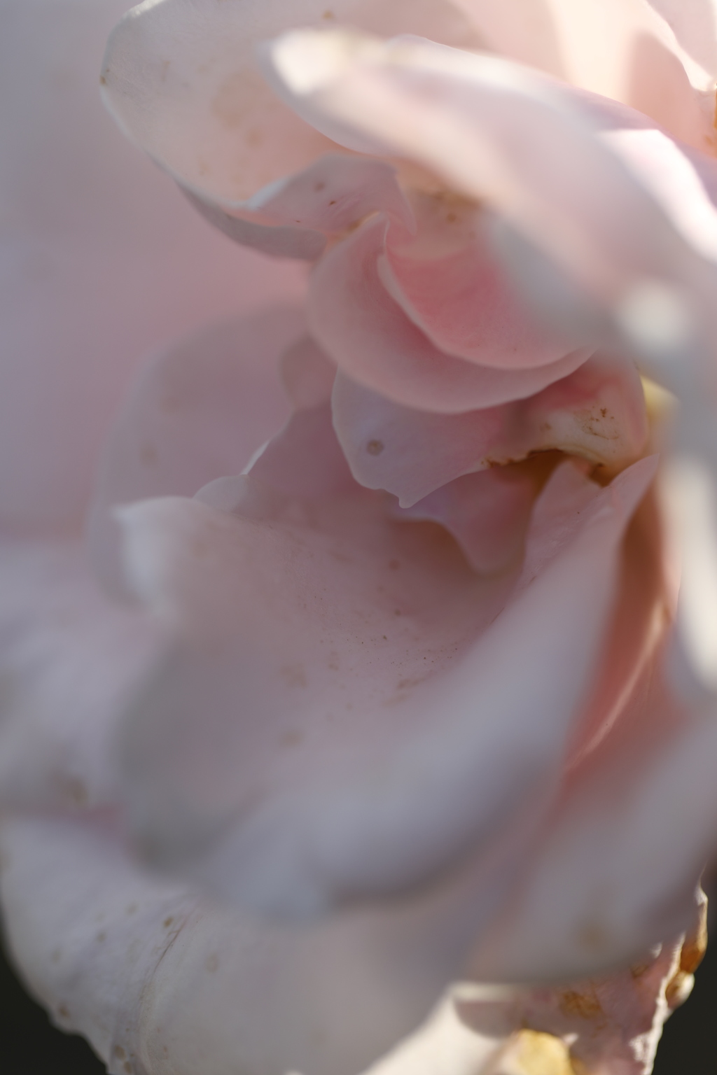 ピンクの薔薇の哀愁