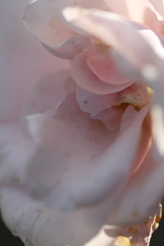 ピンクの薔薇の哀愁