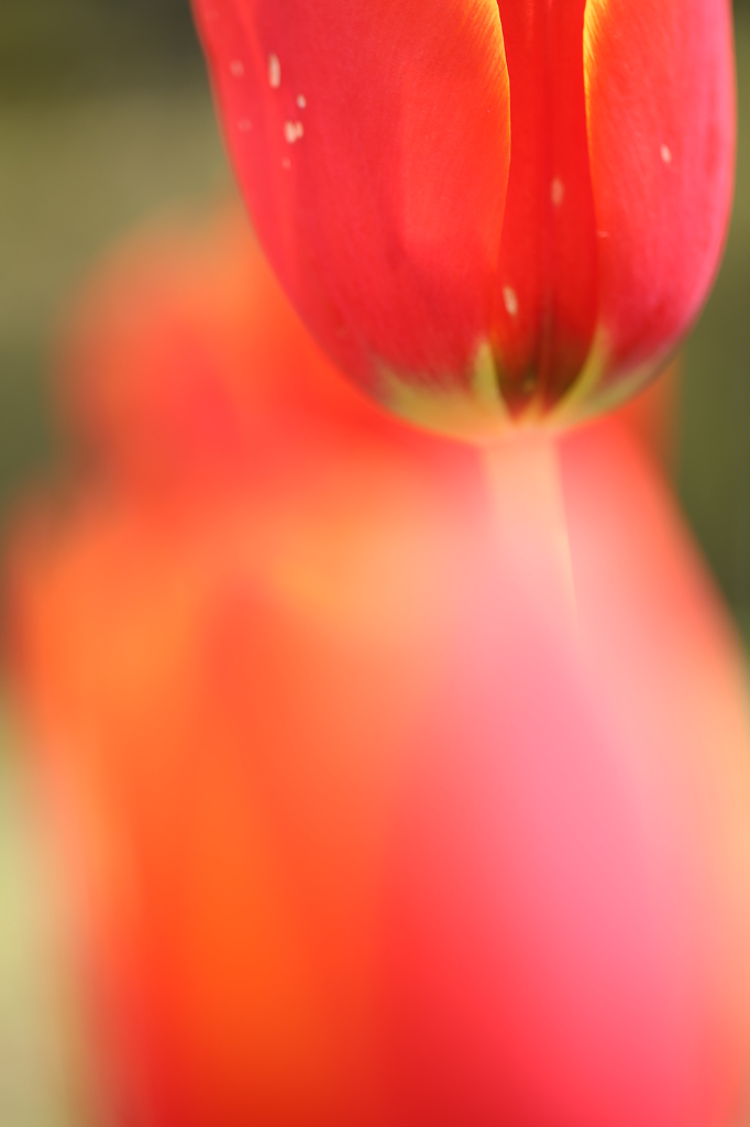 染まって・・・