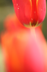 染まって・・・