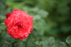 薔薇よ
