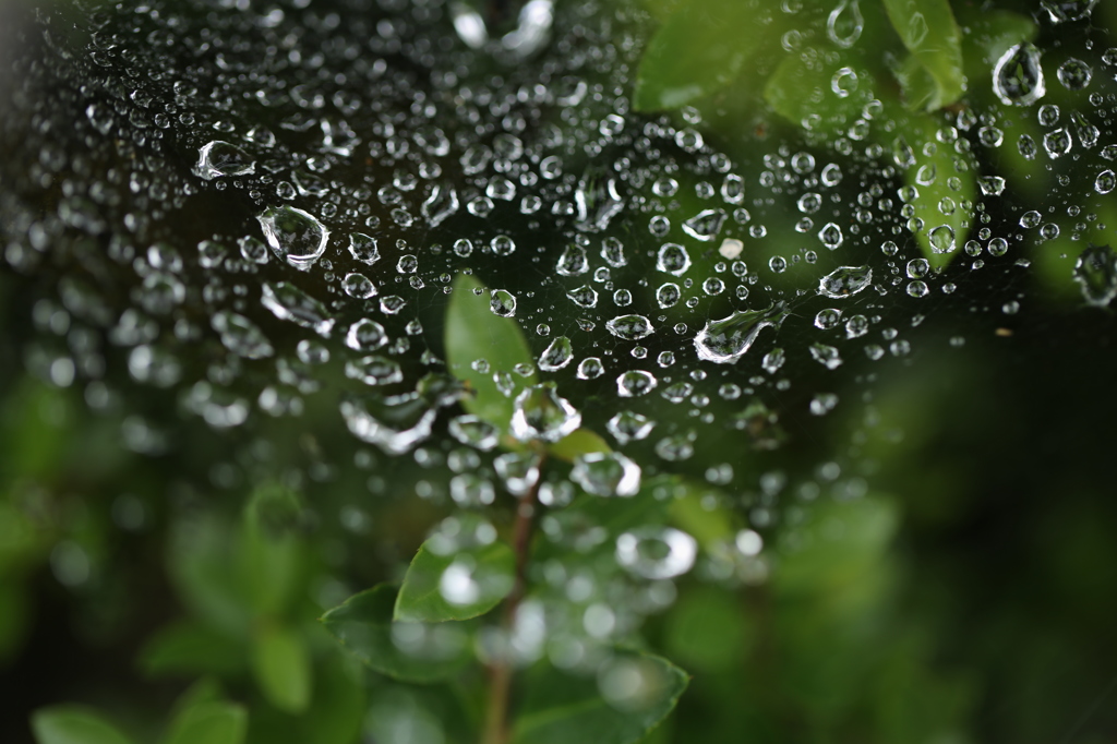 雨の後