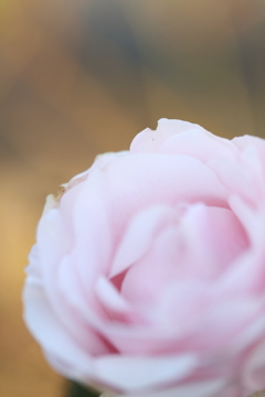 薔薇の幻想