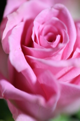 薔薇の見た夢