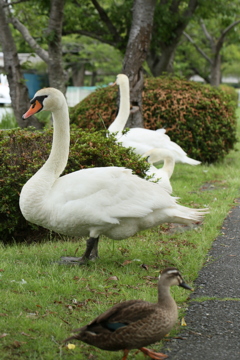 鳥達よ