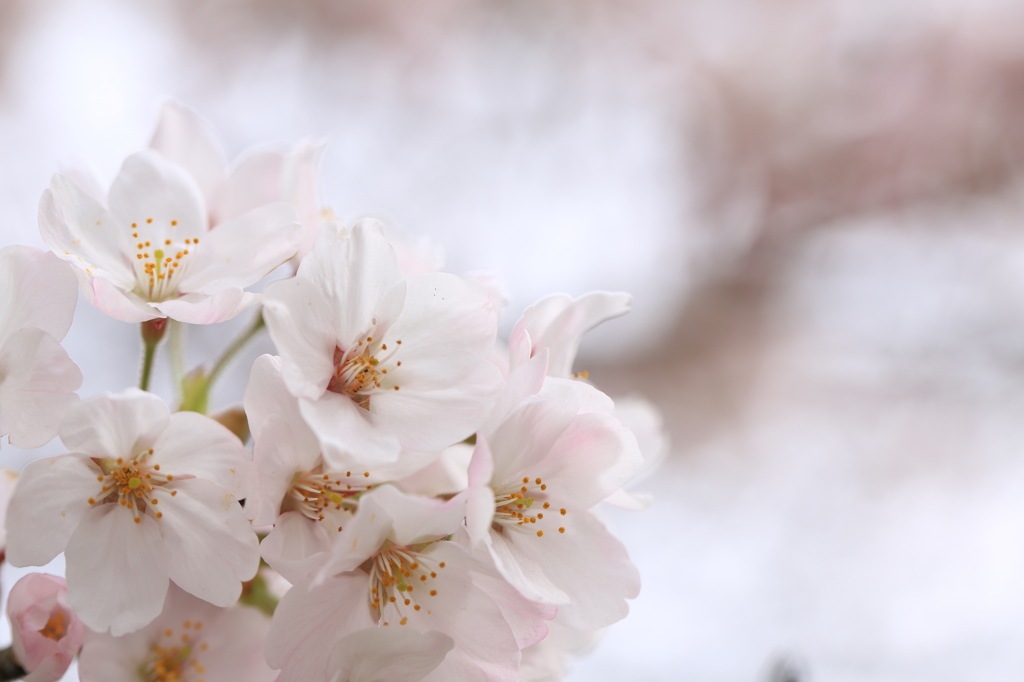 桜の息吹