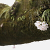 幹に寄りそう