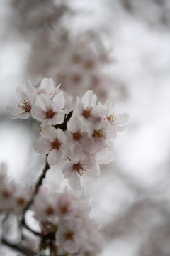 桜のささやき