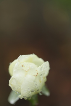 白薔薇の涙