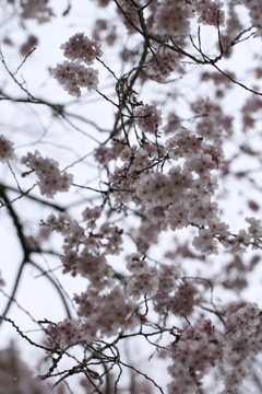 逆光桜