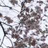 逆光桜