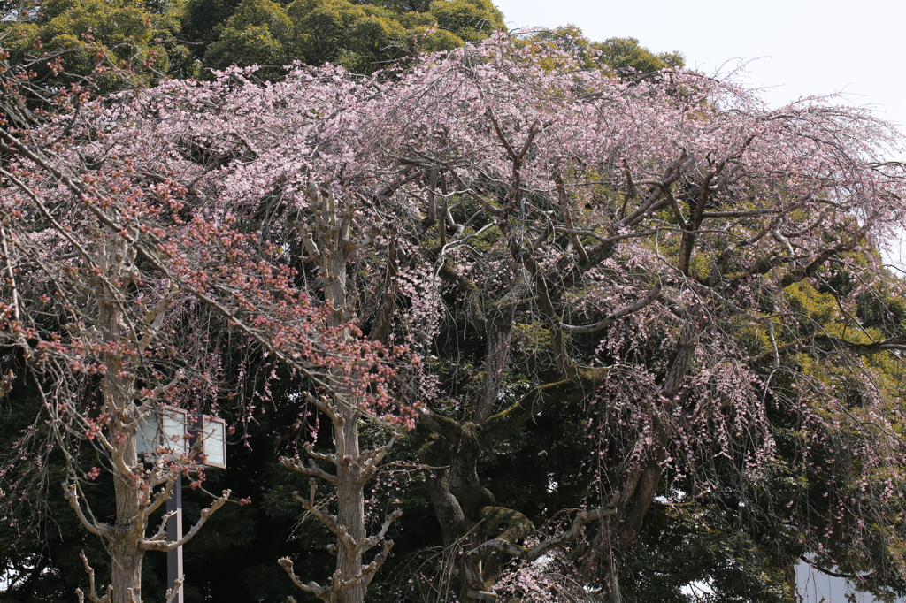 枝垂桜