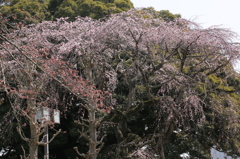 枝垂桜
